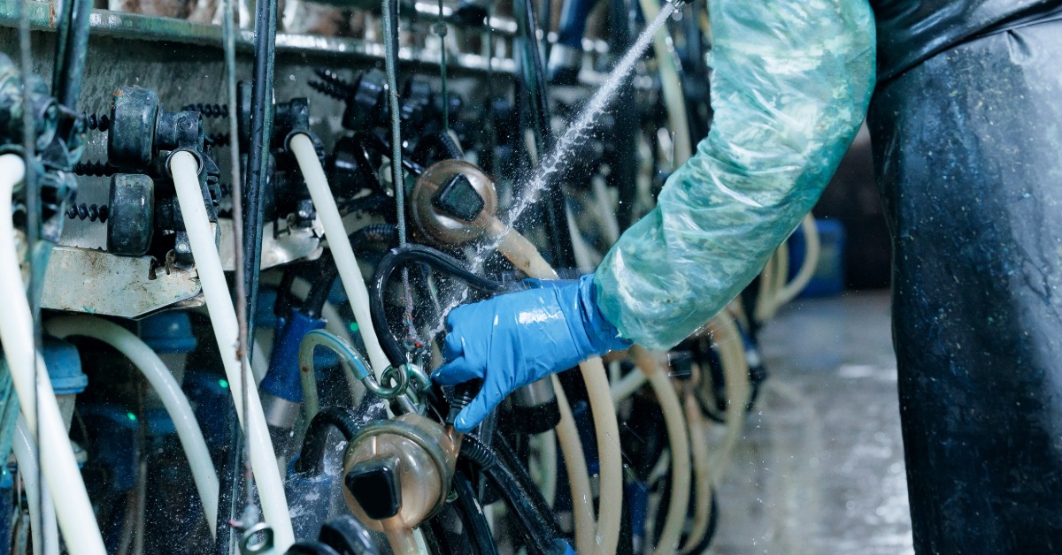 A person wearing blue gloves sprays liquid onto milking equipment comprising multiple hoses and metal components.