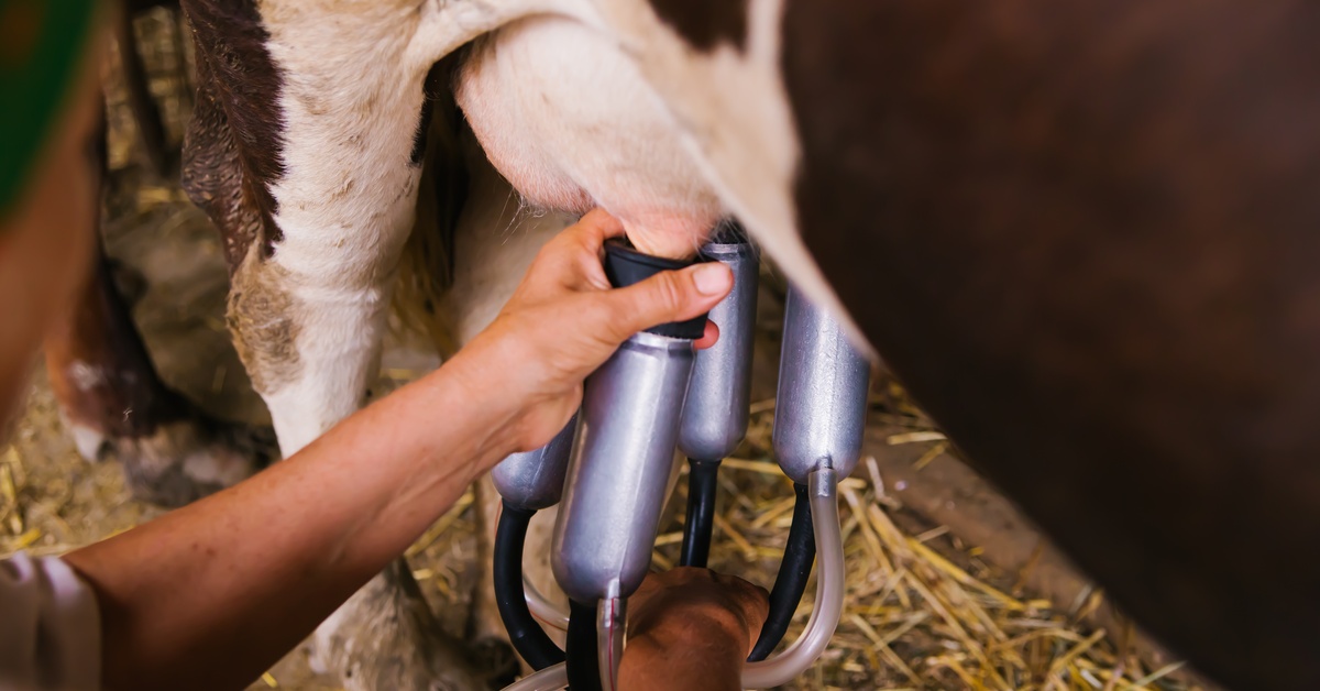 A close-up of a person’s hands adjusting a metal teat cup assembly on a cow’s udder. Straw is on the ground.