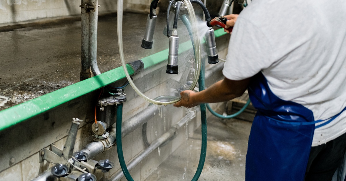 A worker beside a row of hanging milking clusters rinses the equipment with a hose. Water drips onto the floor.