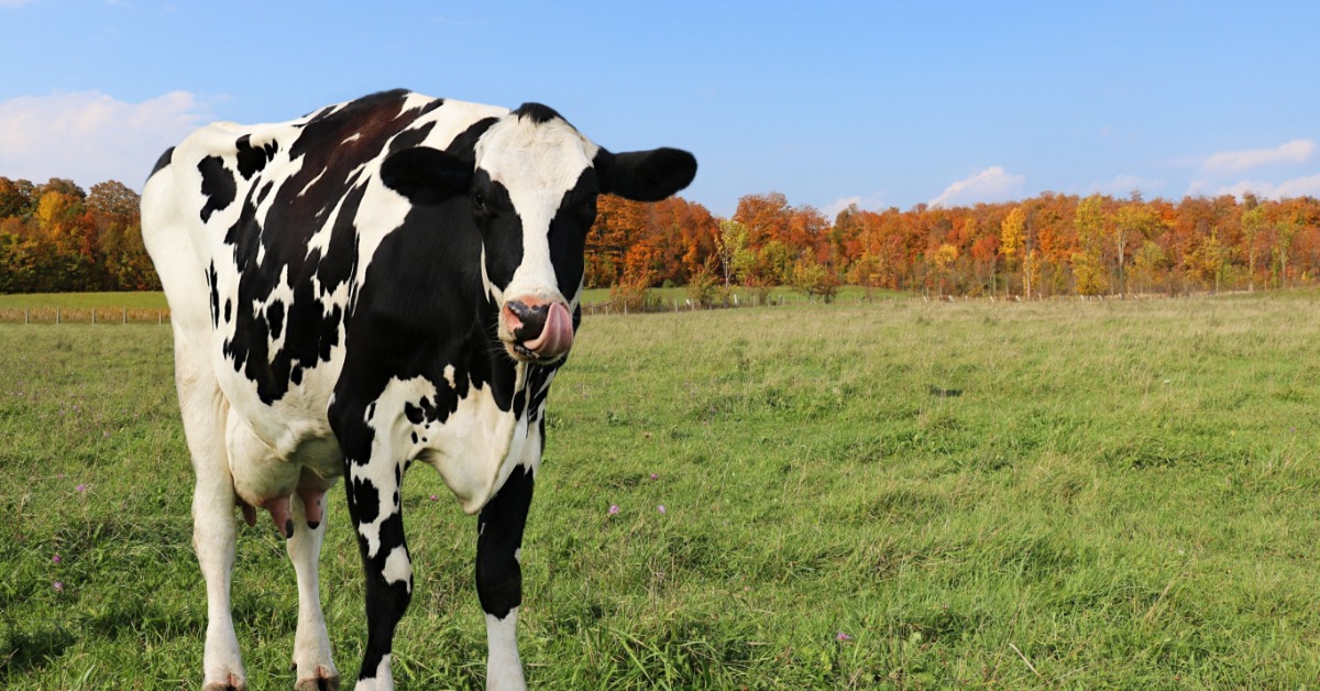 A black-and-white cow stands in a green pasture. Trees with orange, yellow, and brown foliage line the horizon.