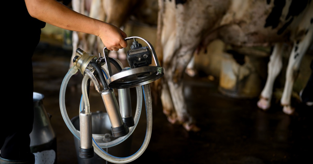A person holds a milking cluster that has hoses and black rubber inflations. They are walking toward some lined-up cows.
