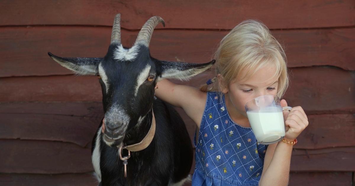 A blonde child drinks milk from a glass mug. Her arm is around a horned goat that has black fur with white markings