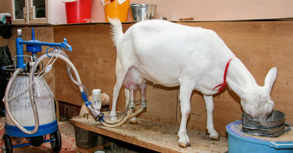 A white goat on a wooden platform eats while connected to a milking machine. The milk bucket behind the goat is clear.