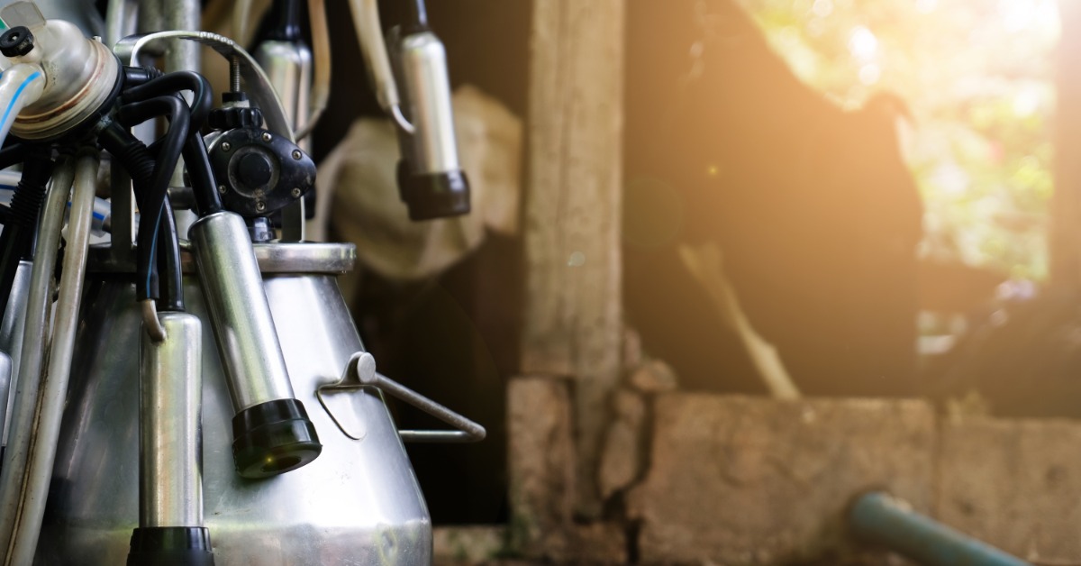 A stainless-steel milking bucket with milking claw parts and hoses sits in a barn. A cow stands in the sunny background.