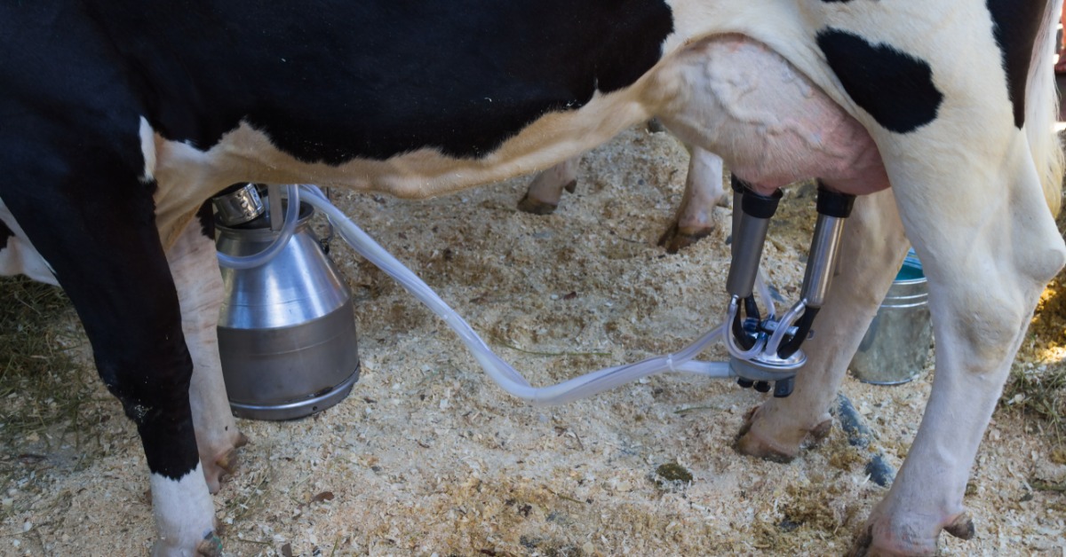 Downward view of a black-and-white cow with teat cups attached to its udder. The bucket is by the cow's front right leg.