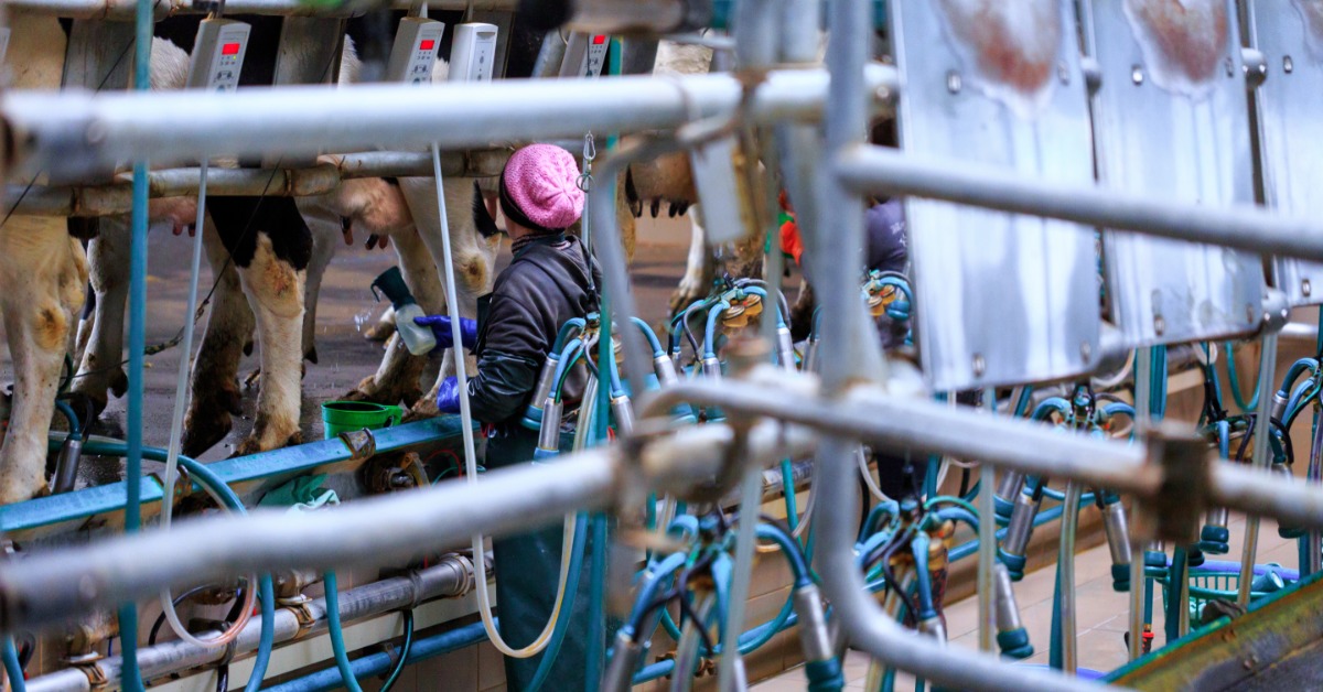 Cows stand in a row in a milking parlor with milking clusters and hanging blue tubes. A dairy worker is behind them.