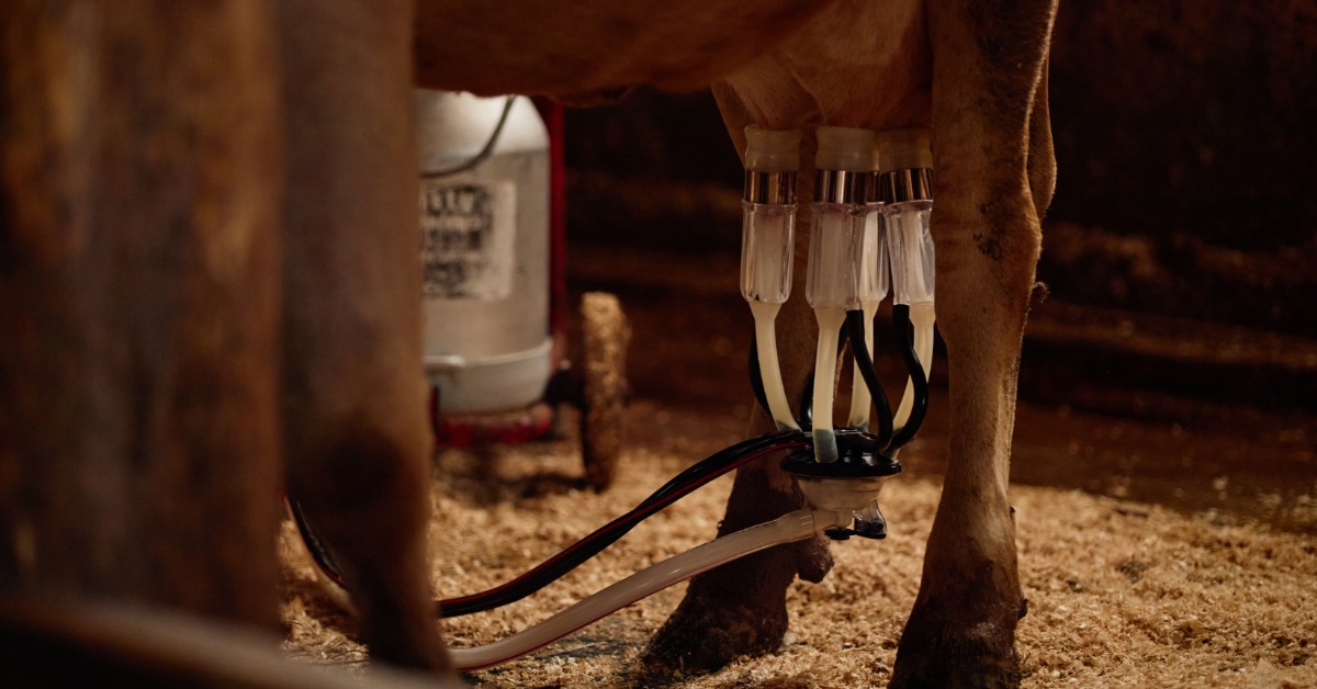 A milking cluster is attached to a brown cow’s udder. It features clear teat cups and black and white hoses.
