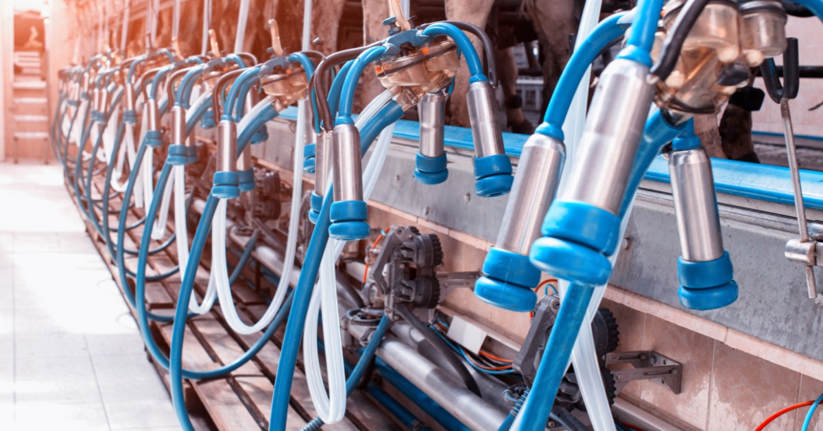 Milking units hang behind cows in a dairy milking area. Blue and clear hoses connect the units to fixed metal pipes.