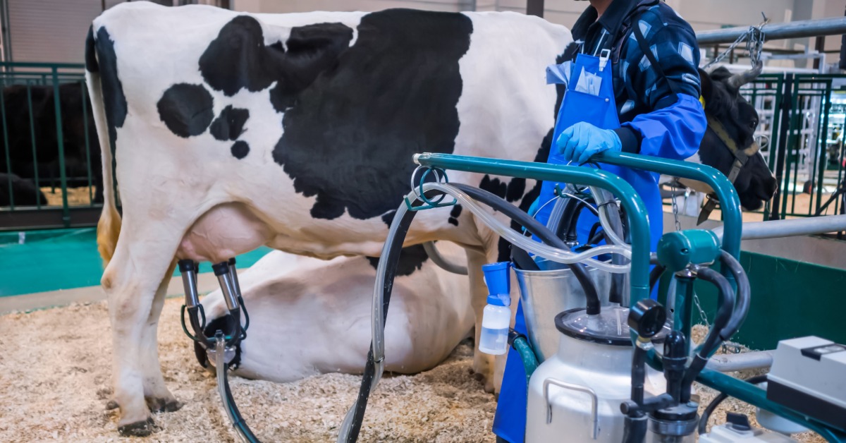 Milking equipment is attached to a cow's udder. Clear and black hoses connect to a metal container and a motorized pump.