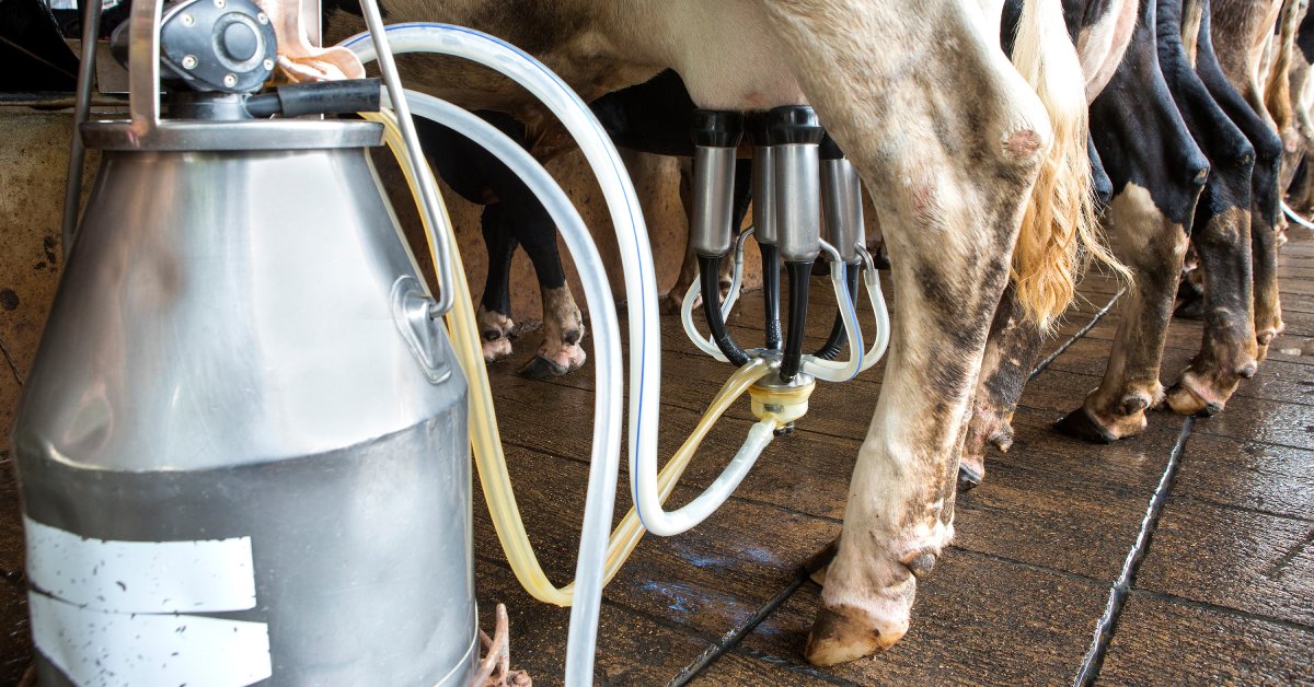 A close-up of the lower half of a row of cows. The cow at the front is being milked by a portable milking tank.