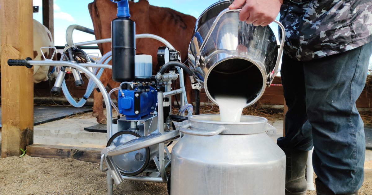 A worker is pouring milk into a silver tank. There is a portable milker and a brown cow in the background.
