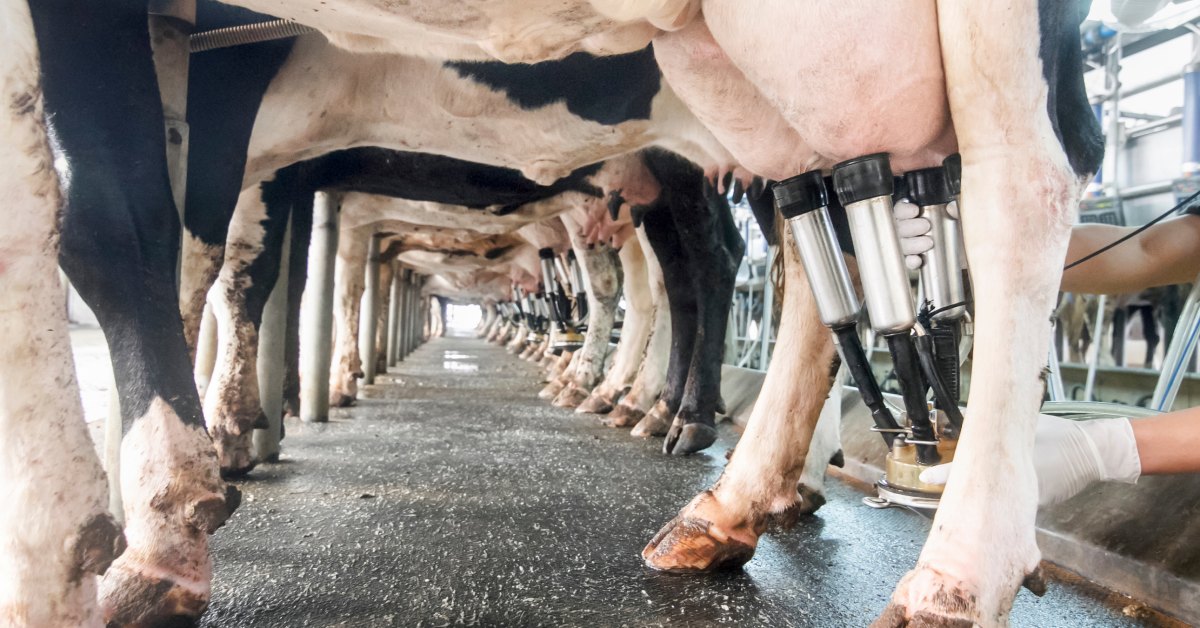 The underside of a long row of cows with a pair of gloved hands to the right. They are all being milked by milking machines.