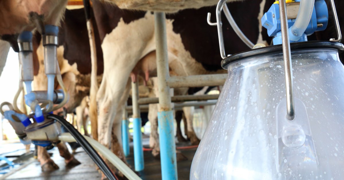 A focus shot of the underside of a row of cows. The cow at the front is being milked by a machine that leads to a tank.