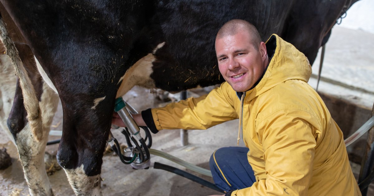 A man kneeling next to a cow, holding a teat cup attached to an udder. The man is wearing a yellow raincoat.