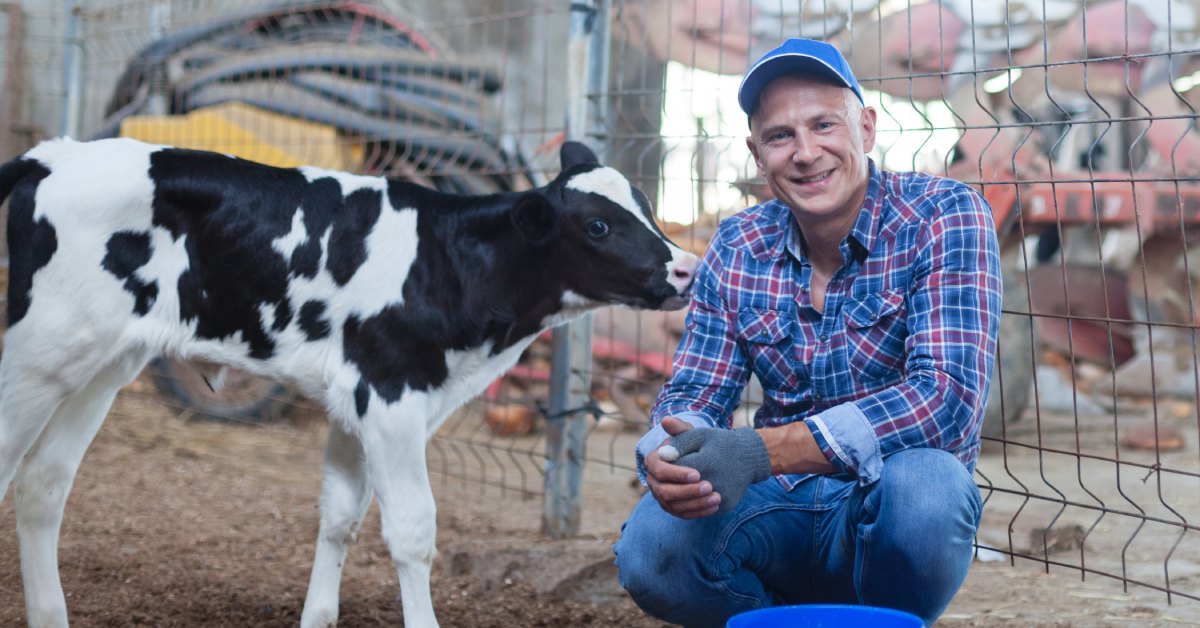 A farmer in a blue hat and a flannel shirt smiling at the camera while a black-and-white calf sniffs his arm.