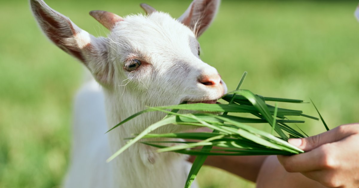 A small white goat with small gray horns and blue eyes eating long blades of grass from a person's hand.
