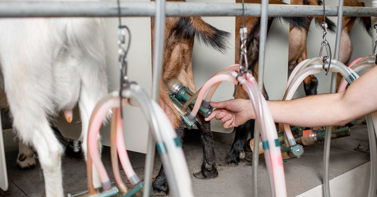 The hind view of a row of white and brown goats in milking stands. A hand inserts a teat into a teat cup.