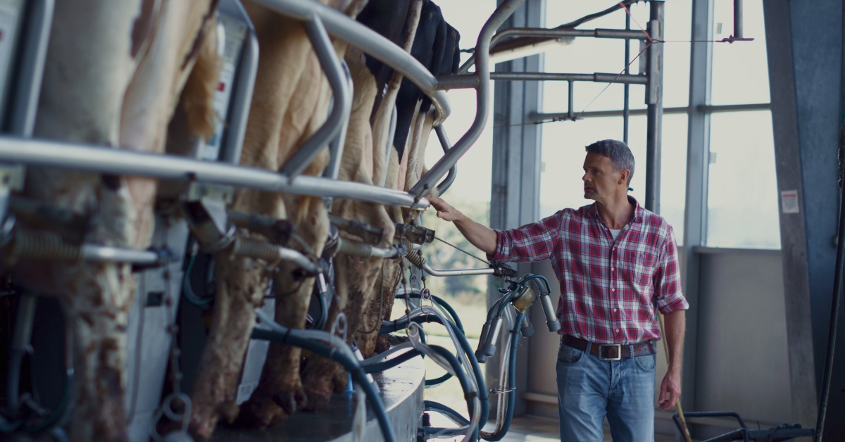 A man in a plaid shirt stands behind several cows. Milking equipment, hoses, and metal stall rails surround the animals.