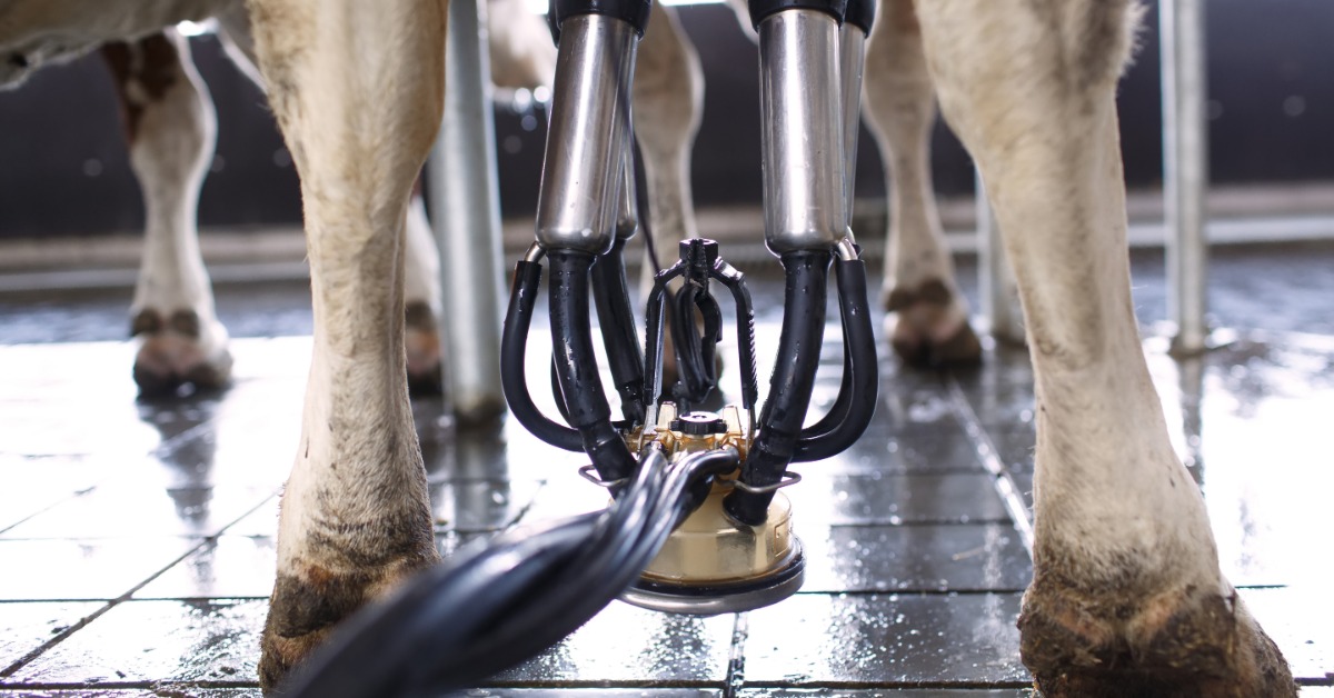 Close-up from behind of a milking machine attached to a cow's udder. It has metal cups, black hoses, and a milking claw.