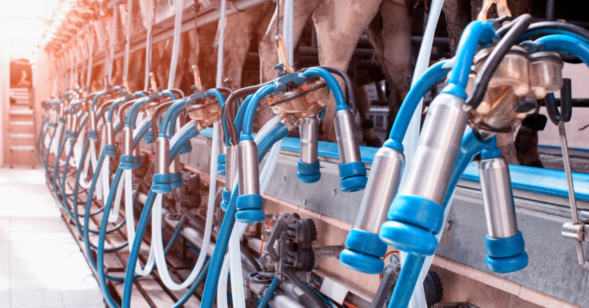 A row of clean milking clusters with blue hoses and metal teat cups hangs behind several cows in a milking parlor.