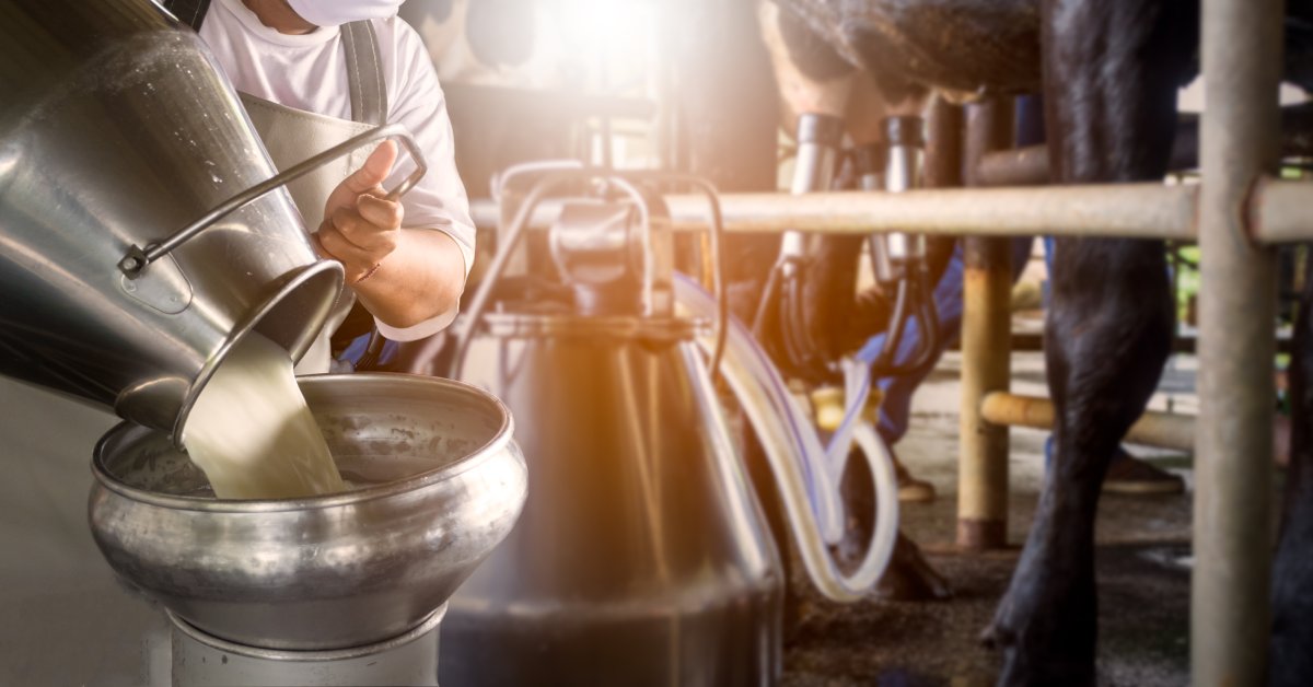 A person pouring milk from a metal tin into a metal funnel with cows being milked in the background.