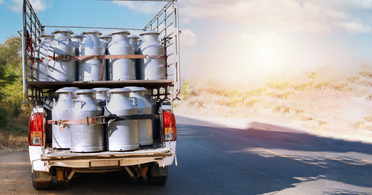 A pickup truck with a caged rack in its back, driving away with a load of milk jugs tied together with belts.