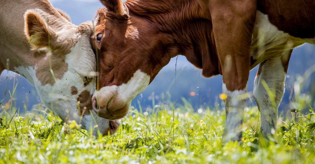 Two brown cows pressing their heads together in a low stance in the middle of a field with tall grass.