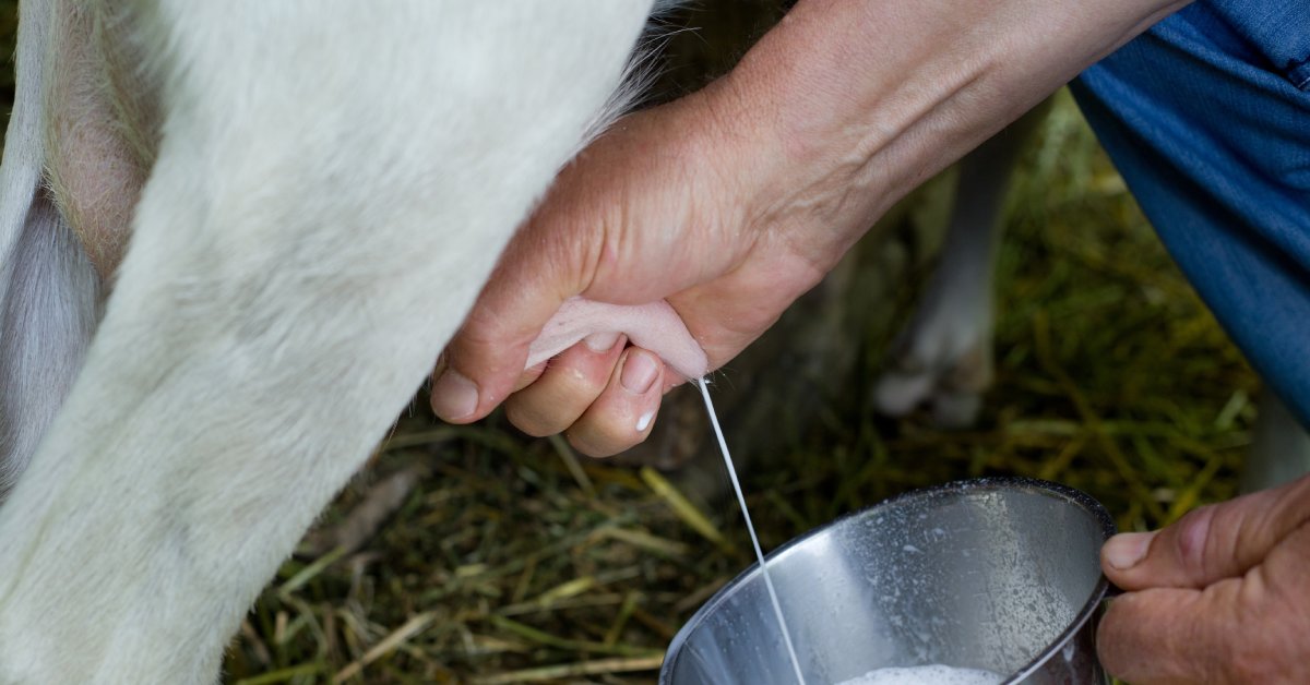 A person squeezing the teat of a goat's udder as the milk squirts into a small metal bucket underneath.