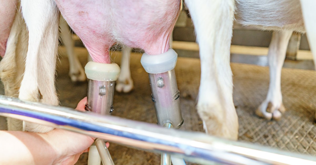 A person adjusting two teatcup liners attached to a goat's utter as it stands next to others in a line.