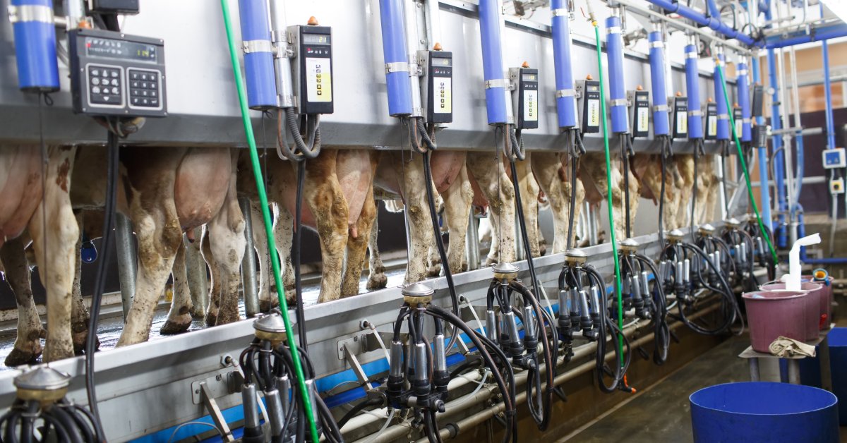 Brown cows lined up ready to be milked as milking machines stand at the ready for use in a dairy facility.