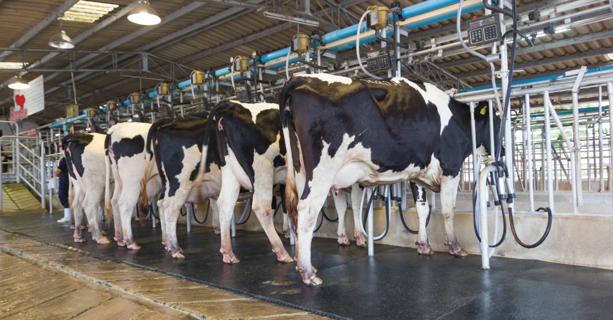 Cows standing up in a line as milking machines suction the milk from their udders in a dairy facility.