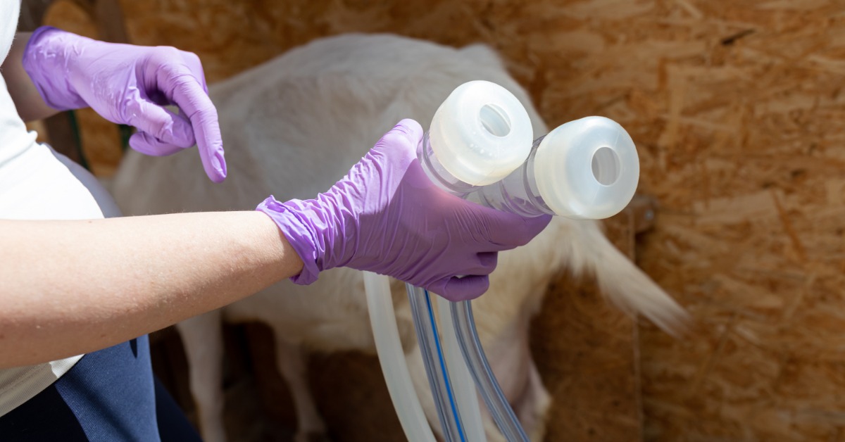 A person wearing purple gloves holds two clear milking cups connected to flexible tubing. A goat is in the background.
