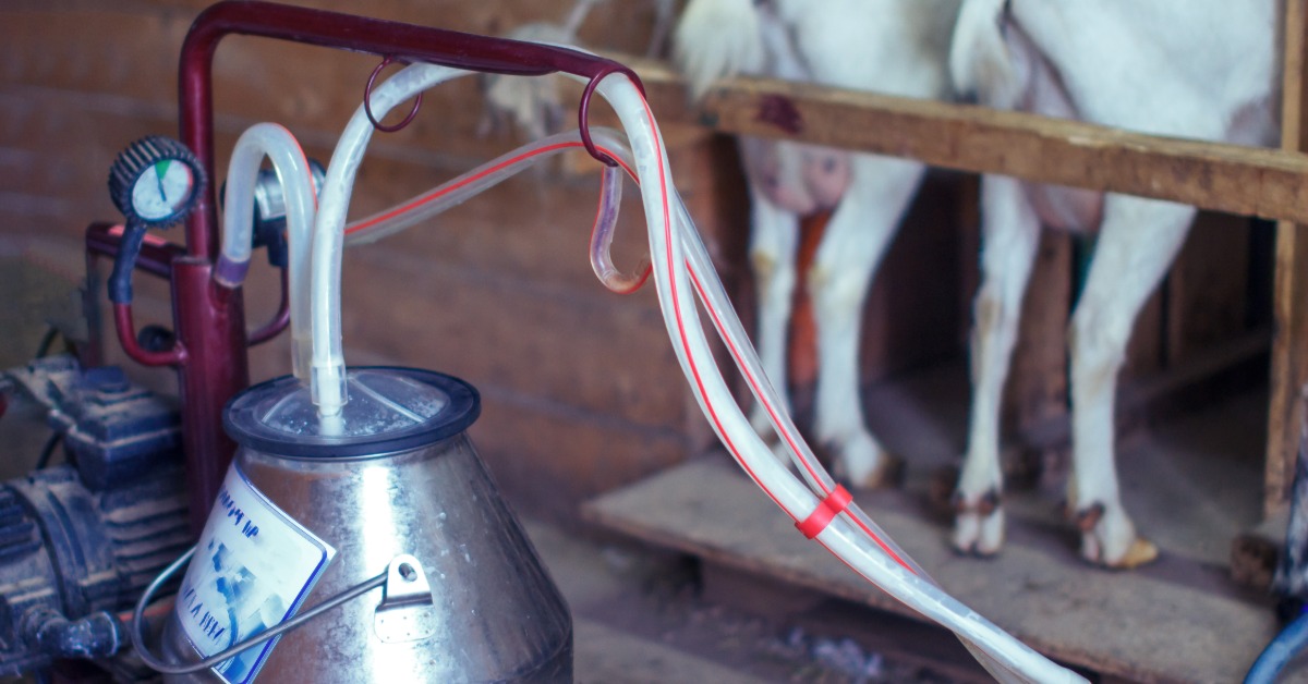 A portable goat milking machine sits beside a stall. Two white goats stand behind a wooden rail in the background.