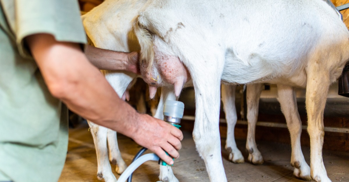 Two white goats stand beside each other in a barn. A person positions a milking attachment near one goat's udder.